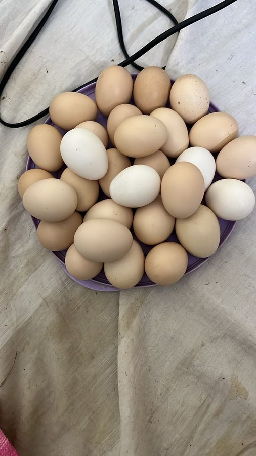 Farm fresh eggs from our hens