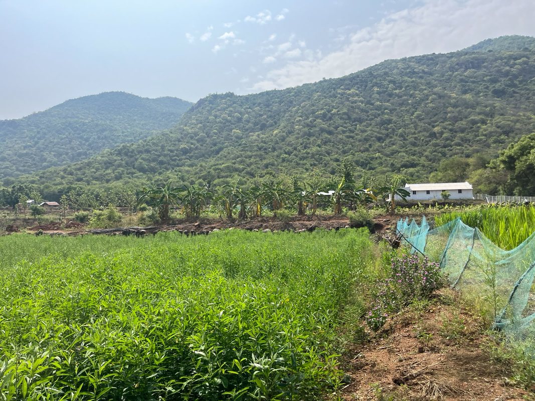Our organic farm with mountain backdrop — everything grown here