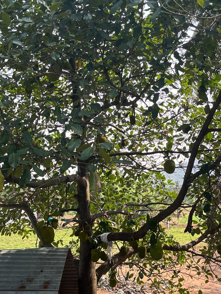 Jackfruit tree on our farm